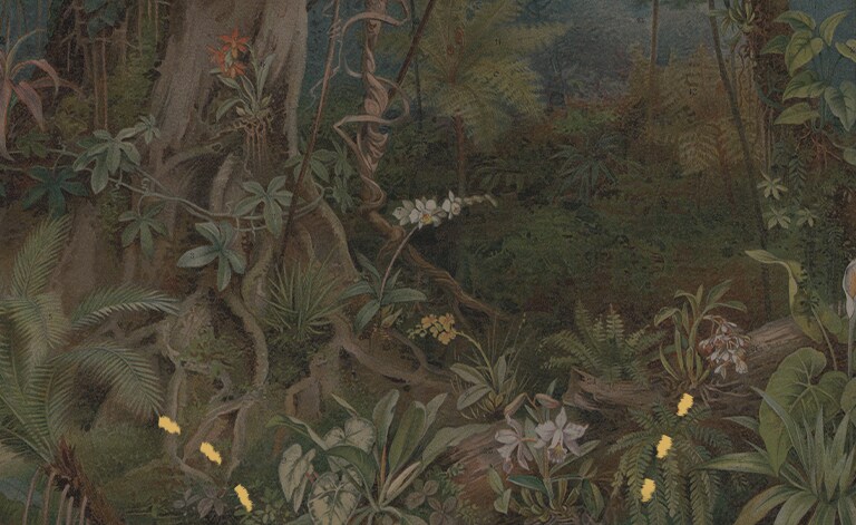 jungle illustration