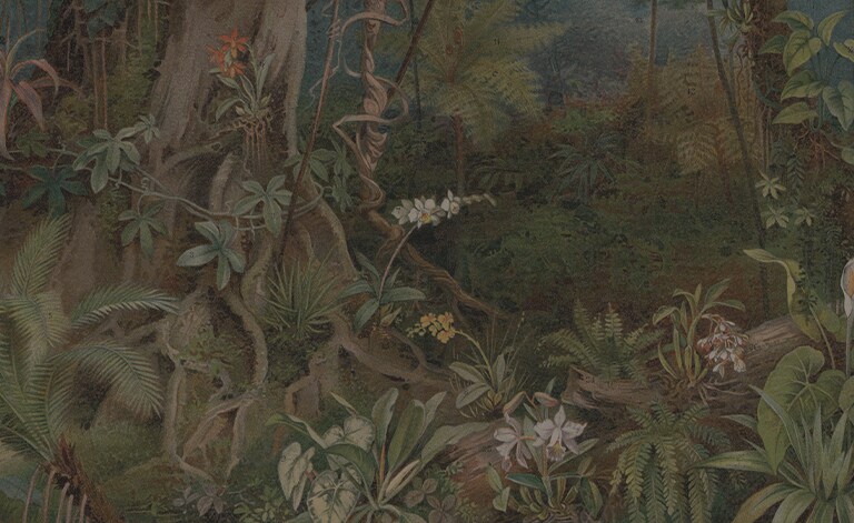 jungle illustration